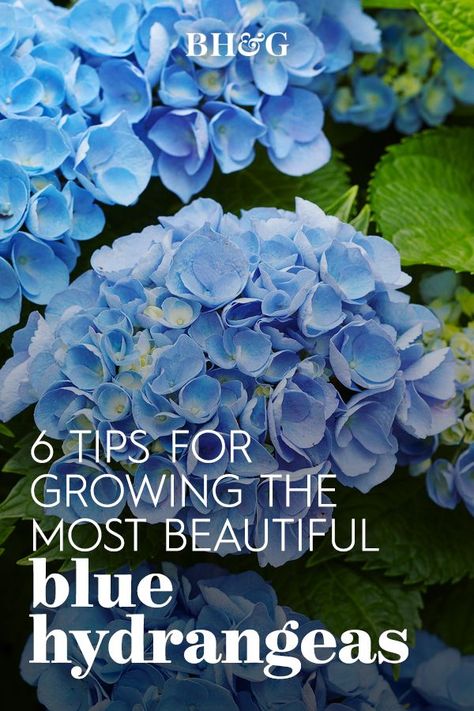 Early Blue Hydrangea, Blue Hydrangea Landscaping Front Yards, How To Make Hydrangeas Blue, Blue Hydrangea Garden, Beef Pasty, Blue Hydrangea Bush, Ph Chart, Hydrangea Plant Care, Hydrangea Shade