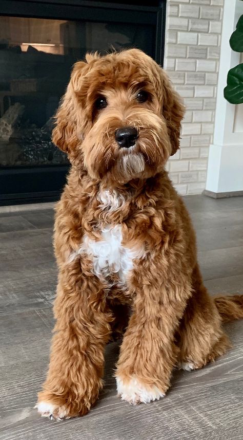 Suncrest Australian Labradoodles | Our Doodles Cute Labradoodle Puppies, F1 Labradoodle Straight Hair, Long Hair Goldendoodle, Australian Labradoodle Mini, Whoodles Dog, Australian Labradoodle Haircut Style, Ausidoodle Puppies, Large Labradoodle, Aussiedoodle Full Grown