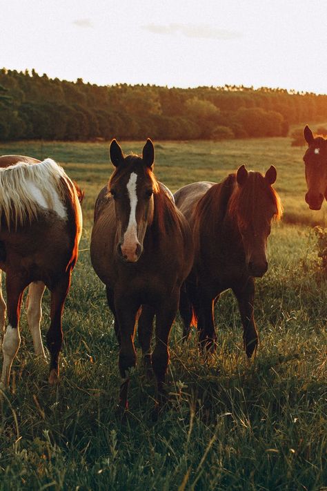 Photo of Horses Grazing in Grass Field · Free Stock Photo Horses Poster, Wall Art Modern Farmhouse, Horses Grazing, Horse Aesthetic, Farm Photo, Grass Field, Western Aesthetic, Horse Crazy, Ranch Life