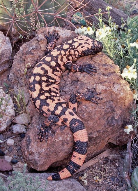 Bead Lizard, Young Rabbit, Gila Monster, Amazing Frog, Desert Animals, Wild Creatures, Reptiles Pet, Reptiles And Amphibians, Weird Animals