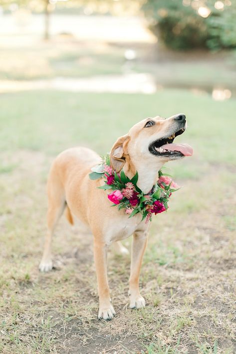 Wedding dog collar with pink flowers. Megan Kay Photography Dog Floral Collar, Dog Flower Wreath Wedding, Dog Floral Collar Wedding, Wedding Puppies, Wearable Florals, Doodle Wedding, Dog Wedding Outfits, White Flowering Plants, Flower Dog Collar