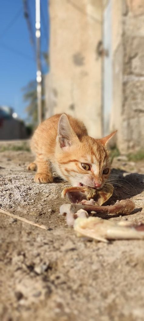 Beautiful street cat photography
Cat eating yellow cat Street Cat Photography, Pencil Drawing For Beginners, Eating Photography, Photography Cat, Street Cat, Cat Eating, Beautiful Streets, Yellow Cat, Animal Sanctuary