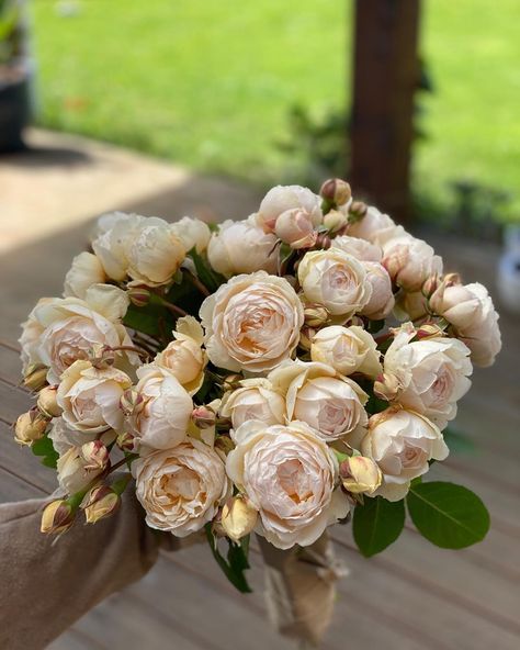 Flo McKenzie on Instagram: “‘Windermere’ from David Austin  #davidaustinroses #nzgrown #kapiticoastflowers #wellingtonfloralcollective” Windermere Rose, Mckenzie Aesthetic, David Austin Roses, David Austin, Winter Time, Yard Decor, Austin, Roses, Yard