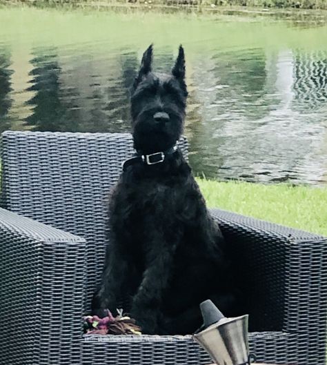 Giant Schnauzer Aesthetic, Giant Schnauzer, 4 Month Olds, Dream Life, Dog Breeds, Dogs, Animals