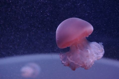 Cannon Ball Jellyfish, Silly Jellyfish, Cannonball Jellyfish, Small Jellyfish, Sea Core, Jellyfish Photography, Sea Jellies, Cnidaria, Jellyfish Art