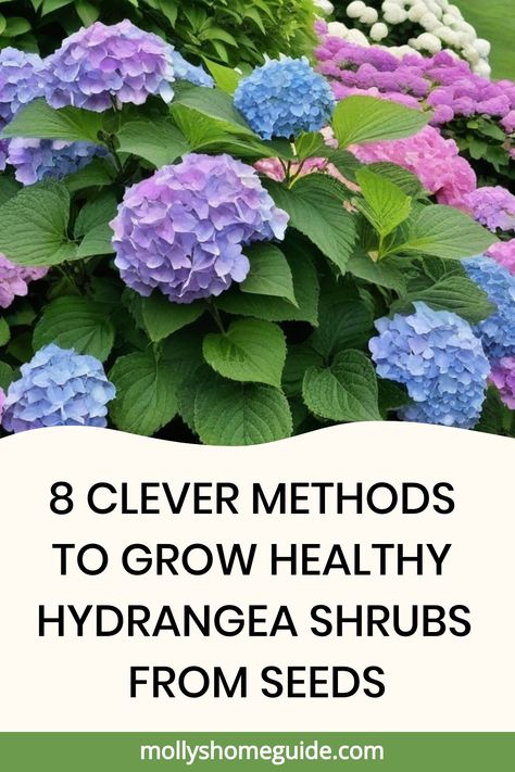 Learn the art of growing hydrangea shrubs from seeds with our comprehensive guide. Discover helpful tips and tricks on how to successfully cultivate beautiful hydrangeas in your garden. Whether you're a seasoned gardener or a novice, our step-by-step instructions will give you the confidence to grow your own stunning hydrangea plants from scratch. Embrace the joy of nurturing these lovely flowering shrubs and add a touch of elegance to your outdoor space. When To Plant Hydrangeas, Hydrangea Seeds, Hydrangea Shrub, The Tiny Seed, Seed Starting Mix, Hydrangea Bush, Growing Hydrangeas, Planting Hydrangeas, Flowering Shrubs