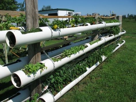 DIY Hydroponic Garden Tower Using PVC Pipes-2 Pvc Hydroponics, Diy Hydroponic Garden Indoor Pvc, Pvc Tower Garden Diy, Aeroponic Tower Garden Diy, Dwc Hydroponics Diy, Hydroponic Gardening Diy, Diy Gardening, Garden Lighting Diy, Garden Town