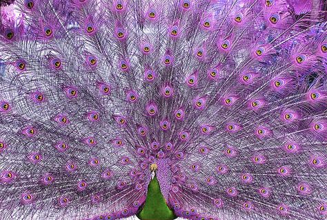 Peacock Pictures | Recent Photos The Commons Getty Collection Galleries World Map App ... Boutique Hotel Paris, Purple Peacock, Purple Love, All Things Purple, Pretty Birds, Purple Rain, Unique Animals, Peacocks, Swans