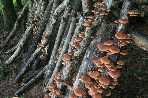 Biodynamic Gardening, How To Grow Mushrooms, Grow Mushrooms, Growing Mushrooms At Home, Mushroom Growing, Mushroom Cultivation, Farm Plans, Tree Species, Permaculture Design