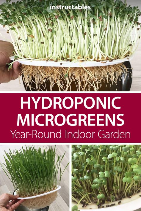 Microgreens Garden, Micro Greens, Growing Microgreens, Hydroponic Gardening, Growing Herbs, Kitchen Cooking, Gardening For Beginners, Kitchen Garden, Growing Vegetables