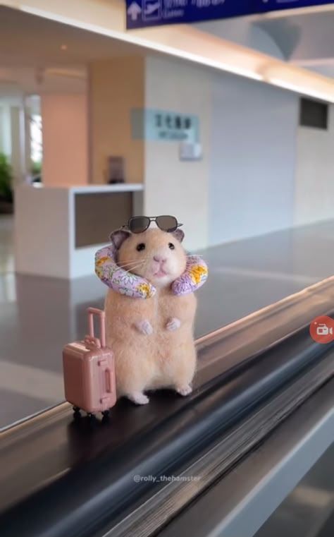 Cute Hamsters Aesthetic, Cute Animals Hamster, Cute Hamster Aesthetic, Hamsters Aesthetic, Hamster Random, Hamster Aesthetic, Hamster Pictures, Teddy Hamster, Hamster Wallpaper