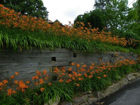 Ditch Lilies, Lilly Garden, Garden Front Of House, Kingdom Hall, Street Pictures, Good View, Erosion Control, Lily Plants, Family Garden