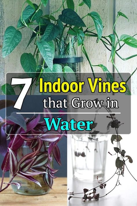 Indore Plants, Pothos In Water, Water Plants Indoor, Indoor Vines, Plants Grown In Water, Indoor Water Garden, Worrying Too Much, Plant Benefits, Household Plants