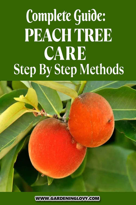 Planting peach trees from seed is a worthwhile experience if you don’t mind having to wait a few years for the peach tree to yield fruits. If you want to successfully get it right planting peach tree, read this complete guide on peach tree care. How To Plant A Peach Seed, Peach Seeds Growing, How To Grow A Peach Tree, How To Grow A Peach Tree From Seed, How To Plant Peach Seeds, Peach Tree Care, Peach Tree Diseases, Growing Peach Trees, Gardening Fruits