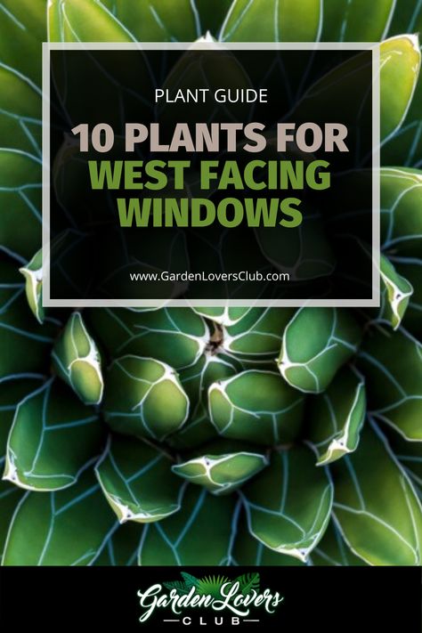 West Window Indoor Plants, West Facing Balcony Plants, Plants For West Side Of House, West Facing Plants Outdoor, Plants Around Window, South Facing Window Plants, Plants For East Facing Window, West Facing Window Plants, Plants For West Facing Window