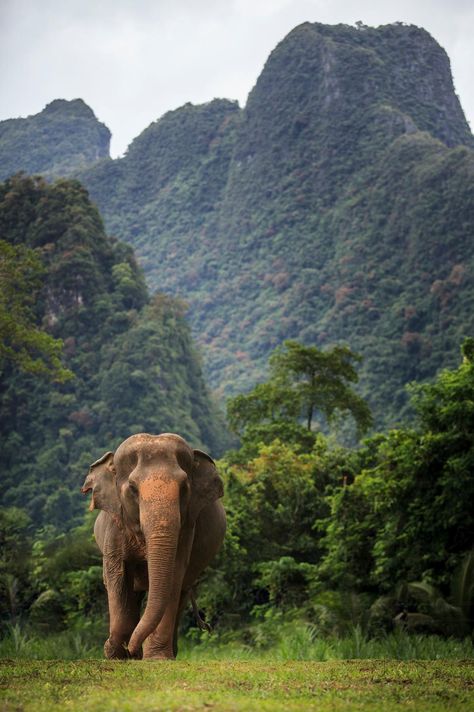 Elephant Experience Khaosak African Forest Elephant, Khao Sok National Park, Elephant Photography, Elephant Wallpaper, Elephant Images, Elephants Photos, Elephant Sanctuary, Elephant Drawing, Africa Do Sul