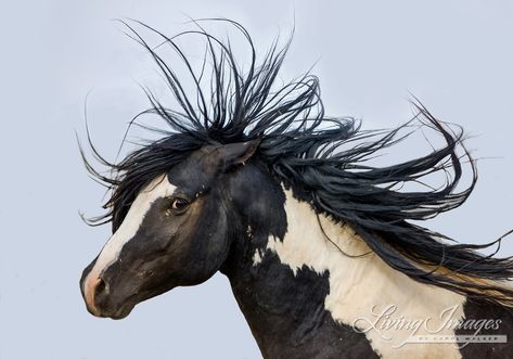 is with Carol Walker and Living Images by Carol Walker Carol Walker Captures the Riveting Eye of an Iconic Stallion Discover the amazing story behind this stunning image of the McCullough Peaks stallion Washakie in the Spring issue of EquuStyle Art & Travel magazine. Fine art equine photographer, author, podcaster, and wild horse advocate Carol Walker is unswerving with her dedication to protect and preserve America’s vanishing wild horses. #equustyle #equustylemagazine #livingimagesbyca... Horse Walker, Curly Horse, Wild Stallion, White Stallion, Wild Horses Photography, Horse Black, Horse Shop, Horse Photographer, Horse Rescue