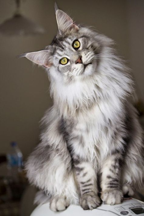 Gorgeous Cats, Forest Cat, Norwegian Forest Cat, Domestic Cat, Pretty Cats, Maine Coon, Beautiful Cats, Crazy Cats, Cool Cats