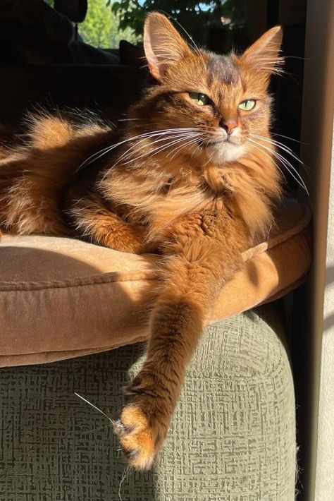 Somali cat wishes everybody a happy Sunday Somali Cat Red, Somali Cat Aesthetic, Samoli Cats, Orange Cats Aesthetic, Somali Cats, Chester Cat, Somali Cat, James Marriott, All Cat Breeds