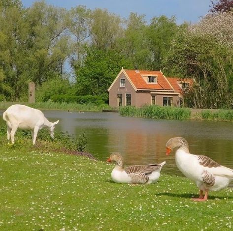 Cottage Aesthetic, Cottage In The Woods, Dream Cottage, Cottage Core Aesthetic, Cottagecore Aesthetic, Trik Fotografi, Nature Aesthetic, Pretty Places, Green Aesthetic