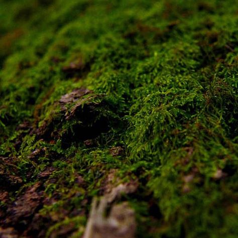 Moss Color Aesthetic, Green Moss Aesthetic, Moss Close Up, Moss Green Aesthetic, Ellis Core, Moss Aesthetic, Natural Landscaping, Digital Rendering, Midnight Rose