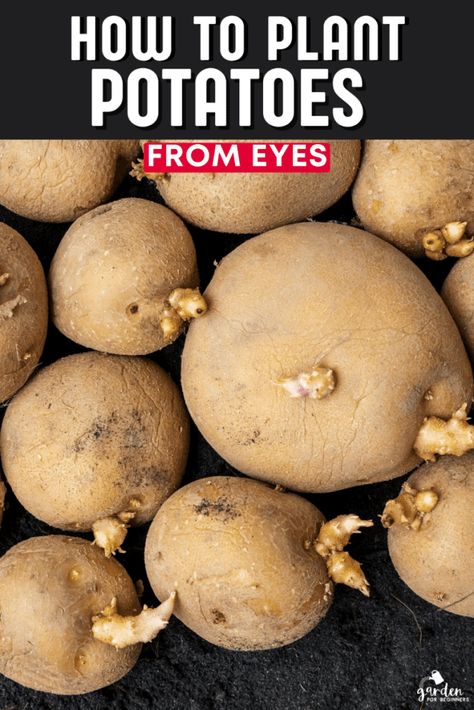 How to Plant Potatoes from Eyes How To Propagate Potatoes, Planting Potatoes From Old Potatoes, Potato With Eyes, When To Plant Potatoes, Gardening Potatoes, Planting Seed Potatoes, How To Plant Potatoes, Potato Towers, Potato Planting