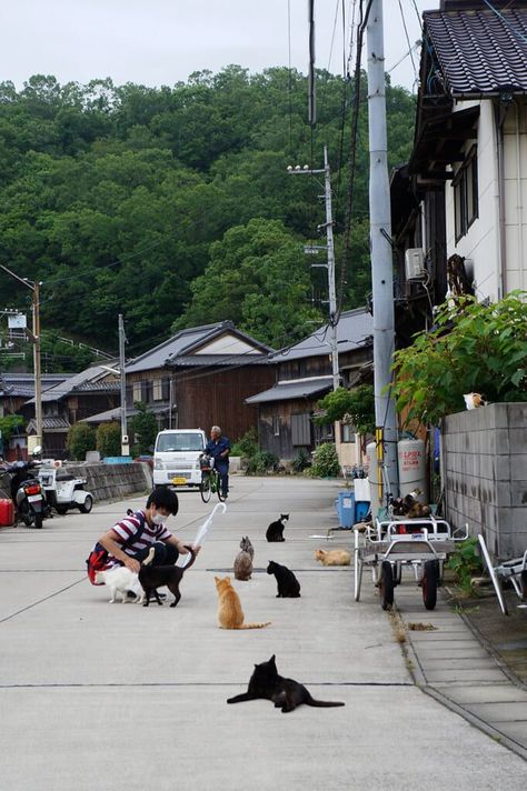 Person on a street with seeral cats. Japan Cat, Japan Lifestyle, Cat Island, Japan Holidays, Japanese Lifestyle, Go To Japan, Japanese Cat, Okayama, Japan Aesthetic