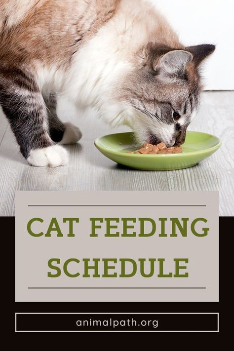 Cat Feeding Schedule, Force Feeding, Homemade Cat Food, Cat Diet, Sick Cat, Best Cat Food, Cat Nutrition, Kitten Food, Cute Cat Drawing