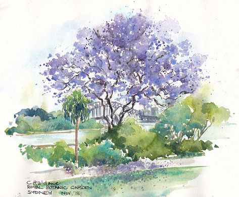 Jacaranda Tree, Purple Carpet, The Suburbs, 수채화 그림, Urban Sketchers, Urban Sketching, E Card, Christchurch, Watercolor Landscape