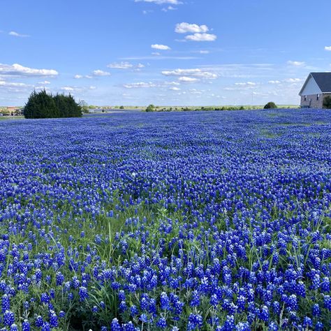 Bluebonnet field near houses Blue Bonnet Landscape, Field Of Blue Bonnets, Bluebonnet Background, Blue Bonnet Flowers Texas Bluebonnets, Texas Bluebonnet Fabric, Spring Texas, Nature Words, Texas Bluebonnets, Flower Spike