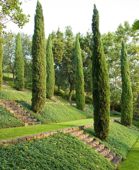 Italian-Cypress-Tree Evergreen Trees For Privacy, Cypress Plant, Italian Cypress Trees, Fast Growing Evergreens, Italian Cypress, Evergreen Hedge, Garden Hedges, Florida Plants, Seaside Garden