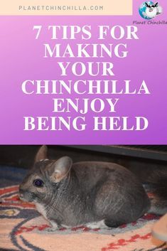 Hammock Diy, Chinchilla Care, Chinchilla Toys, Chinchilla Pet, Chinchilla Cage, Chinchilla Food, Savannah Cats, Pig Care, Pig Toys