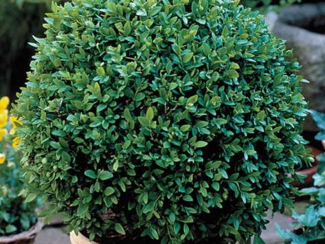 Boxwood 'Green Velvet' Green Velvet Boxwood Landscaping, Velvet Boxwood, Green Velvet Boxwood, Box Hedge, Ornamental Grass Landscape, Boxwood Landscaping, Front Yard Plants, Garden Problems, Hedging Plants