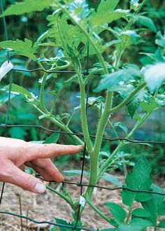 Staking Tomato Plants, Cherry Tomato Plant, Tomato Trellis, Beefsteak Tomato, Starting Seeds Indoors, Fall Vegetables, Tomato Cages, Tomato Vegetable, Fine Gardening