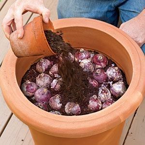 Planting In Fall, How To Plant Bulbs, Plant Bulbs, Garden Bulbs, Garden Containers, Garden Yard Ideas, Winter Cold, Planting Bulbs, Autumn Garden