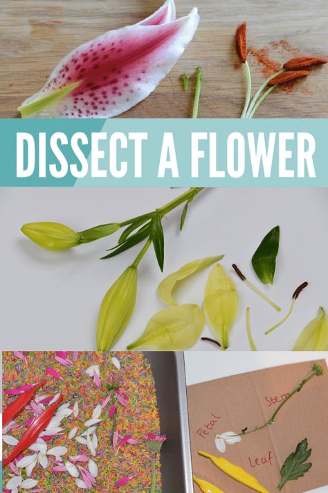 Plant Science Experiments Middle School, Flower Dissection For Kids, Flower Experiments For Kids, Plant Science For Kids, Parts Of A Flower Activity, Parts Of Flowers For Kids, Parts Of Flower Project, Botany For Kids, Parts Of A Plant Activity