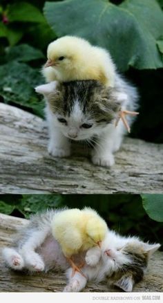 So how did these two get together? Life on a farm perhaps? I love baby chicks - we used to get them in the mail - hundred chicks to a box. Each one had to be carefully taken out of the box and dipped its little beak into the water and then the mash. After that they were off and running. Little peepers! Panda Kindergarten, Cute Animals With Funny Captions, Funny Baby Pictures, Wild Animals Pictures, Cute Animal Memes, Animal Help, Baby Chickens, Animals Friendship, Baby Panda