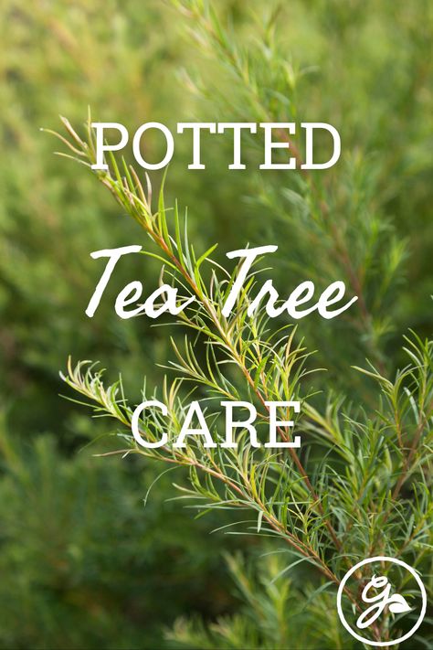 Tea tree (Melaleuca alternifolia), is a small tree with leathery, lance shaped leaves and white blooms in spring and summer. Read on for more. Tea Tree Plant How To Grow, Tea Tree Plant, Melaleuca Tree, Magick Herbs, Growing Tea, Tea Tree Oil Benefits, Greenhouse Growing, Gardening Flowers, Tee Tree