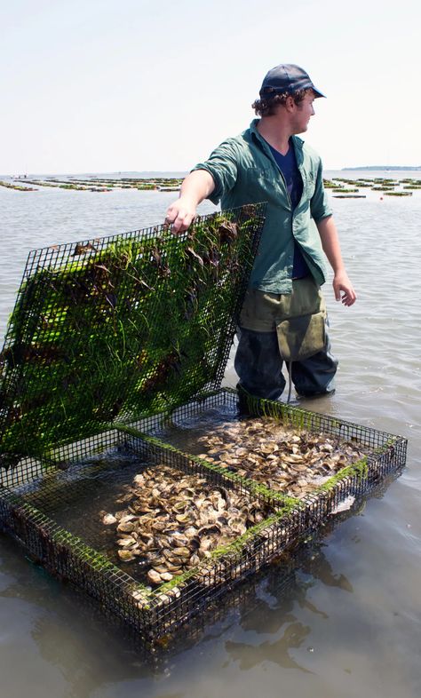 How Oysters Are Grown: A Visit to Island Creek Oysters in Duxbury, Massachusetts | Kitchn Island Creek Oysters, Eat Fresh, Fresh Oysters, Oyster Bay, Fish Farming, Chesapeake Bay, South Shore, Sunny Day, Hydroponics