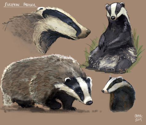 ArtStation - european badger, John Paul Cavara Badger Tattoo, European Badger, Badger Illustration, Honey Badger, Forest Creatures, Wild Nature, John Paul, Cute Animal Drawings, Large Painting