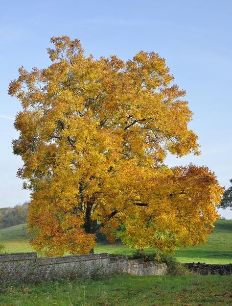 Hickory Leaf, Hickory Tree, Nursery Tree, Fall Fruit, Northern Utah, Tree Identification, Tree Family, Fall Trees, Leaf Peeping