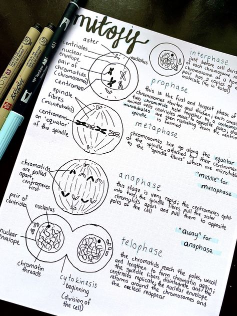 Biology Notes Aesthetic Kidney, Aesthetic Biology Diagrams, Bio Diagrams Aesthetic, Mitosis And Meiosis Notes Aesthetic, Mitosis Notes Aesthetic, Biology Notes Mitosis, Biology Alevel Notes, Biology Diagrams Aesthetic, Neet Notes Biology Class 11