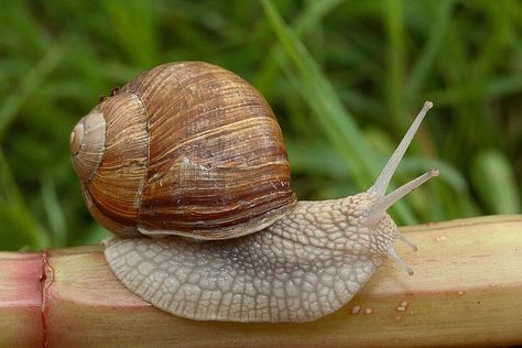 The Food of Ancient Rome Roman Snail, Garden Snails, Snails Recipe, Snail Farming, Classroom Pets, Pet Snails, Snails In Garden, Africa Food, Molluscs