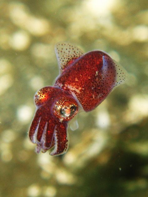 Stubby Squid, Cool Sea Creatures, Cool Animals, Deep Sea Creatures, Beautiful Sea Creatures, Water Animals, Aquatic Animals, Pretty Animals, Marine Animals