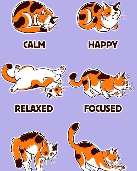 How to Understand Your Cat’s Body Language Pet Body Language, Cat Body Language, Cat Body, Cat S, Body Language, Understanding Yourself, Pet, Quick Saves