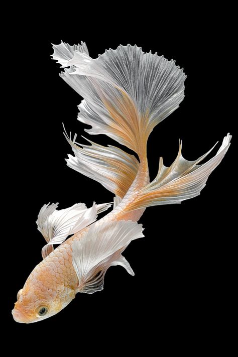 Join us in exploring the intriguing world of Betta Fish with our complete care guide. With information on selecting the right Betta to maintaining a thriving environment, our blog post offers the insights you need. Click to learn more today! Close Up Art, Betta Fish Care, Pretty Fish, Cool Fish, Fish Care, Beautiful Sea Creatures, Underwater Creatures, Fish Drawings, Cute Fish