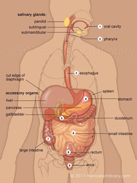 gastrointestinal system Squamous Epithelium, Gastrointestinal Nursing, Intestines Anatomy, Human Body Diagram, Human Body Vocabulary, Digestive System Anatomy, Emt Study, Body Diagram, Gastrointestinal System