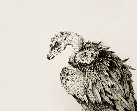 Vulture by Kanizo Vulture Drawing, Sewing Art, Art Styles, Pen Drawing, Face Claims, Pen And Ink, Fashion Art, Digital Artist, Feathers