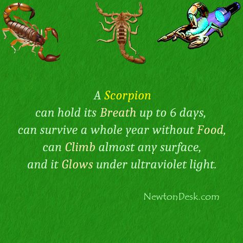 A #Scorpion can hold its Breath up to 6 days | can survive a whole year without Food | can climb almost any Surface | and it Glows under #ultraviolet Light... #facts #studyfacts #educationalfacts #scorpionfacts #didyouknowfacts #factsdaily #creaturefacts #didyouknow #factz #worldfacts #amazingfacts #trivia #generalknowledge #creatures Scorpion Facts, Animal Lessons, Animal Craft, Country Facts, Space Facts, Nocturnal Animals, Did You Know Facts, Ultraviolet Light, Science Facts