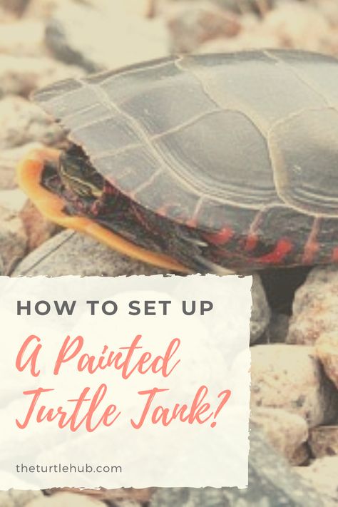 Painter Turtle Habitat, Painted Turtle Tank Ideas, Painted Turtle Habitat, Turtle Paludarium, Turtle Aquarium Ideas, Aquatic Turtle Tank Ideas, Southern Painted Turtle, Turtle Setup, Turtle Tank Ideas